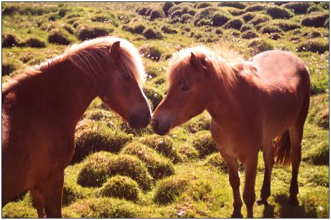 horses.jpg